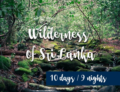 Wilderness of Sri Lanka